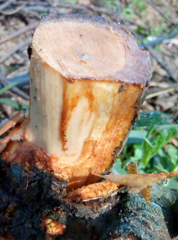 怎样判断猕猴桃伤流,得过猕猴桃溃疡病还会结果吗