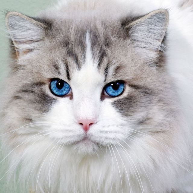 夏天开空调怎么预防猫咪感冒,怎样防止喵星人掉毛