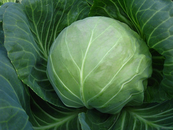 世界公认十大健康果蔬,世界十大健康蔬菜