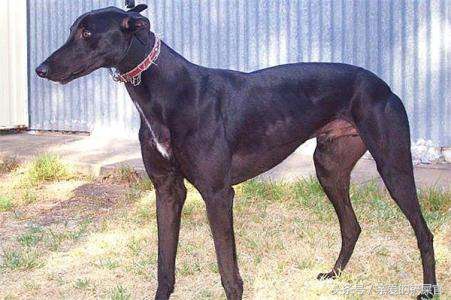 格力犬怎么能达到最佳态势,格力小知识视频