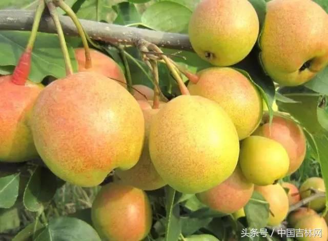 到吉林玩买啥、吃啥？再也不用刘烨代购吉林土特产了！