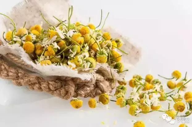 伊帕尔汗玫瑰纯露气味,洋甘菊纯露气味难闻正常吗