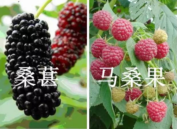 寄生虫入侵大脑的概率,寄生虫进入大脑的后果