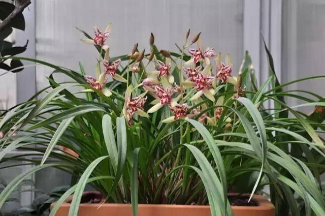 四季兰用什么盆栽最好看,四季兰花期养护