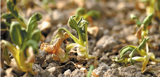 植物被紫外线晒伤怎么救活,植物晒伤