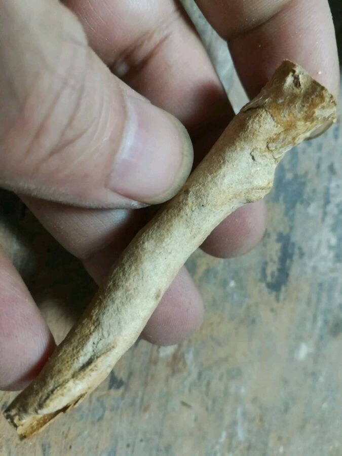 金丝柳海柳烟嘴,海柳金丝柳烟嘴图片