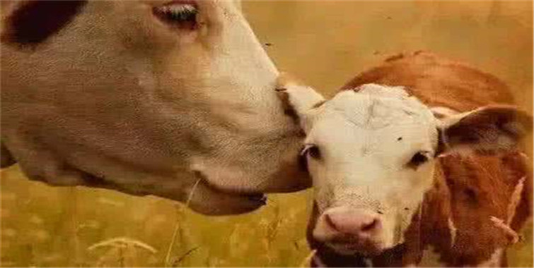 三头牛从狼嘴里救下他的妻儿他却违背诺言终遭报应