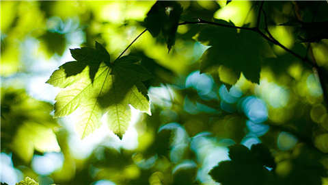 植物被紫外线晒伤怎么救活,植物晒伤
