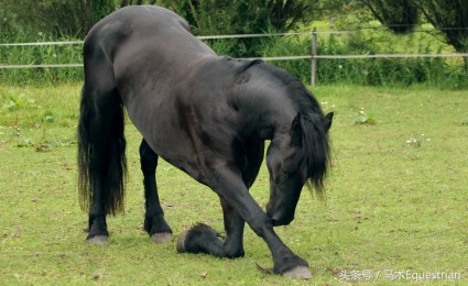 训练马的最佳时间,训练马的耐力技巧