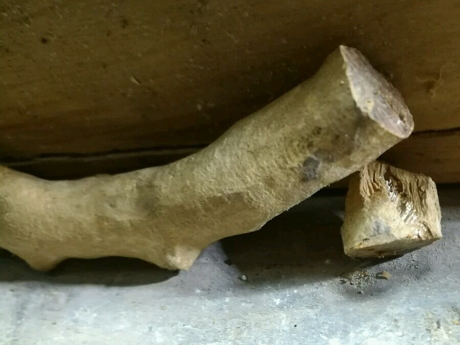 金丝柳海柳烟嘴,海柳金丝柳烟嘴图片