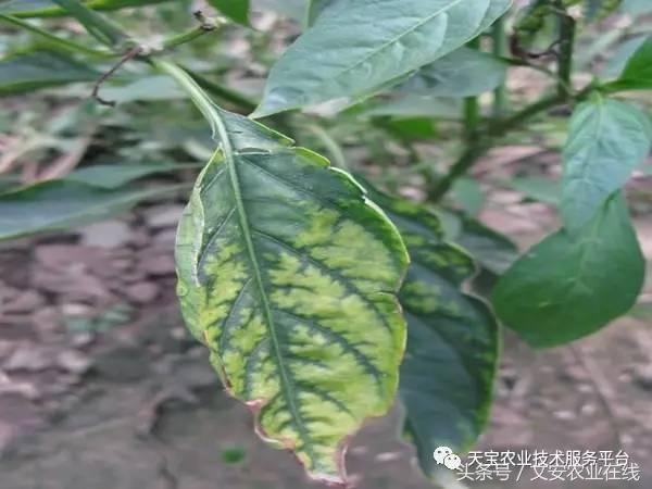 完整的土壤知识快收藏吧,土壤肥料基础知识