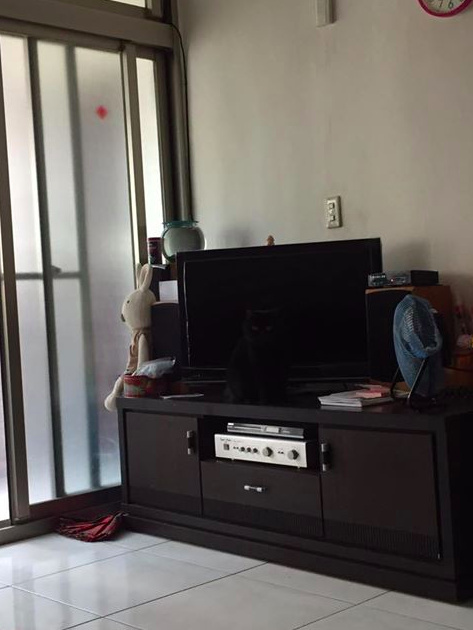 猫咪钻进细缝里怎样才能出来,怎么让猫咪进到大纸箱里面