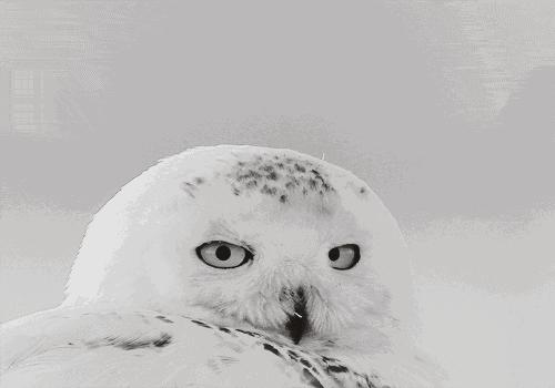 猫头鹰能当宠物吗视频,猫头鹰可以当宠物养吗