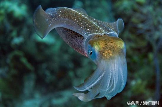 墨鱼的营养价值墨鱼的功效与作用墨鱼和鱿鱼的区别