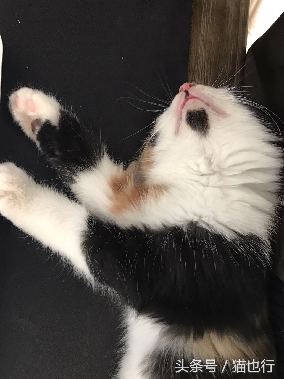 捡的小流浪猫容易养活吗,捡一只流浪猫大概要花多少钱