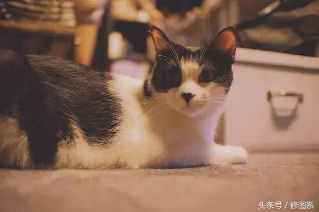 修图师会用哪些修图软件,修图师都用ps么