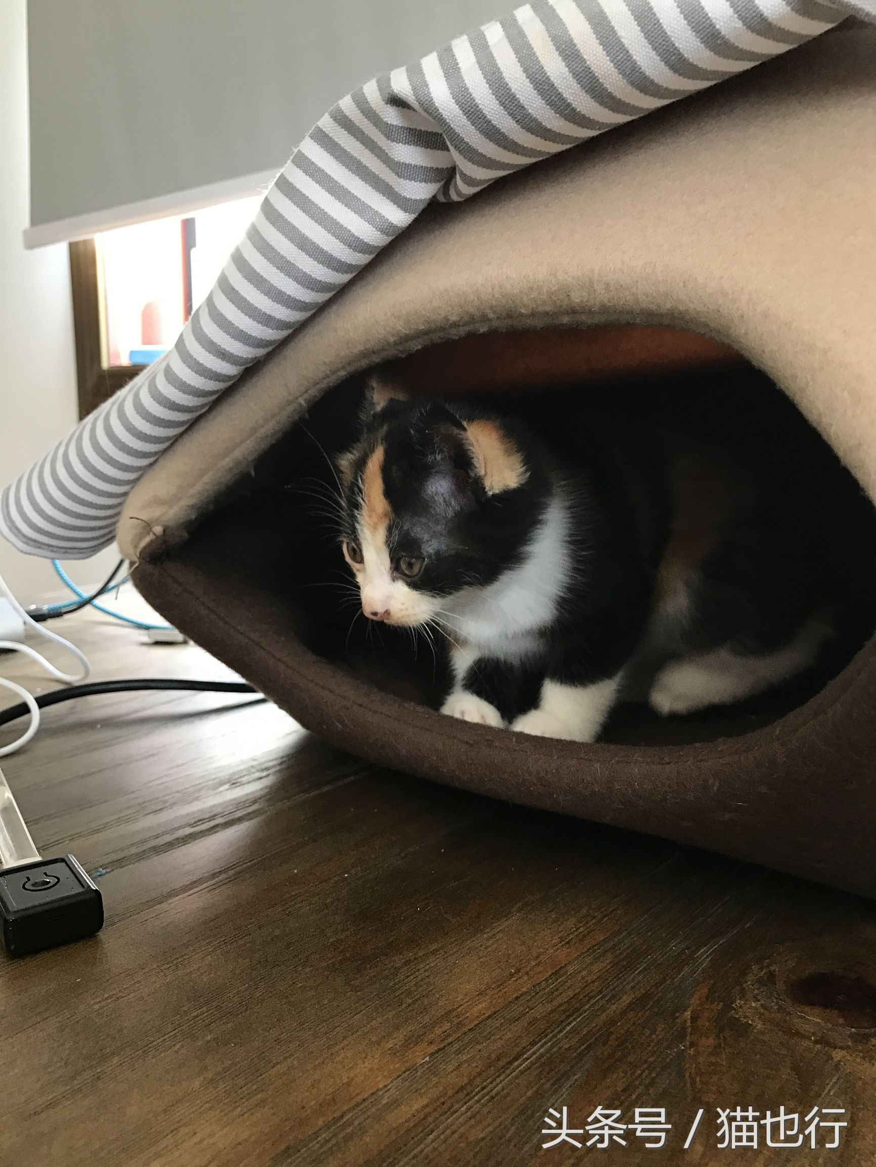 捡的小流浪猫容易养活吗,捡一只流浪猫大概要花多少钱