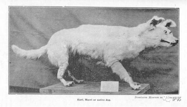 二郎神的狗是不是哮天犬,二郎神的哮天犬是不是真实存在