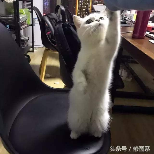 修图师会用哪些修图软件,修图师都用ps么