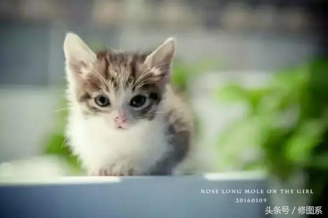 修图师会用哪些修图软件,修图师都用ps么