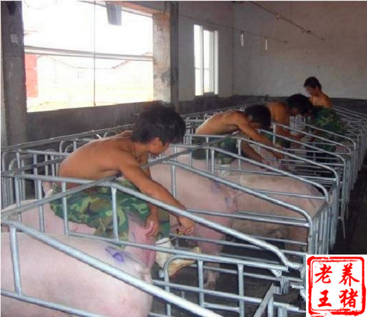 人工授精配种技术大概多少钱,人工授精配种技术间隔时间表