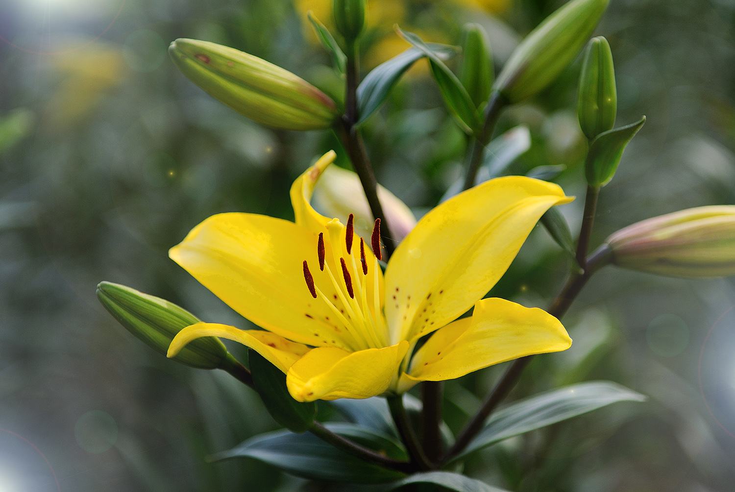 百合百年好合的功效与作用,百合花除了百年好合还有什么寓意