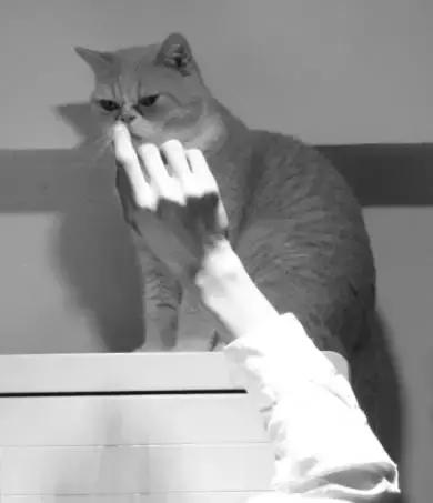 防止猫咪中暑的最佳方法,天气太热了猫咪中暑了怎么办