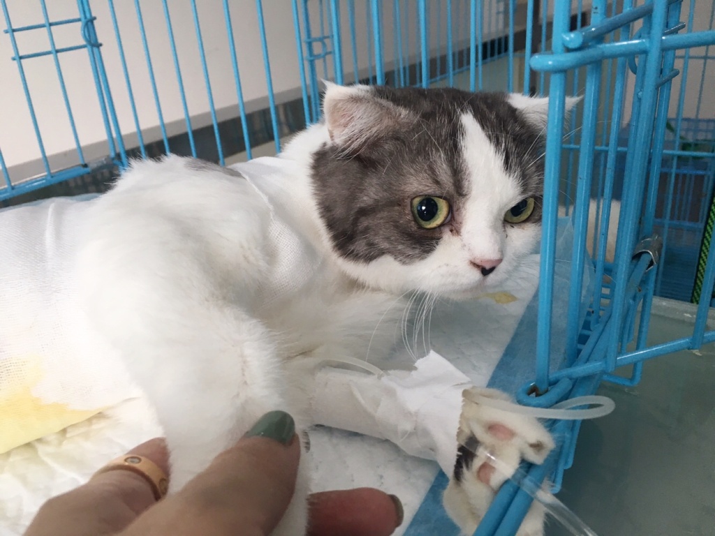 猫咪为什么爱舔小猫屁股,猫咪为啥会舔小猫屁股