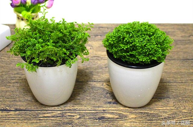 有几种蕨不让种,好养的蕨类绿植有哪些种类