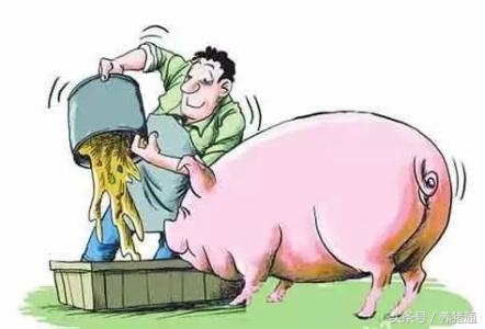 猪吃料少解决办法,猪吃料过多导致不怎么吃