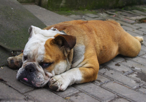 狗狗吃完驱虫药吐了怎么办,狗狗吃掉海乐旺驱虫药一直吐