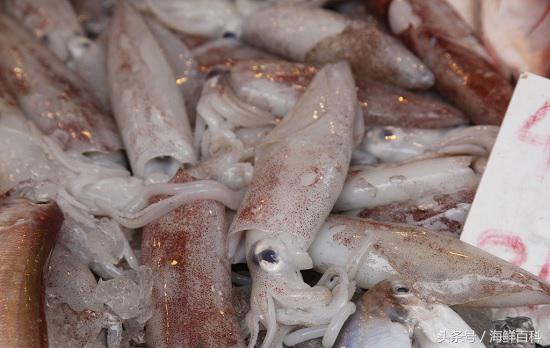 墨鱼的营养价值墨鱼的功效与作用墨鱼和鱿鱼的区别