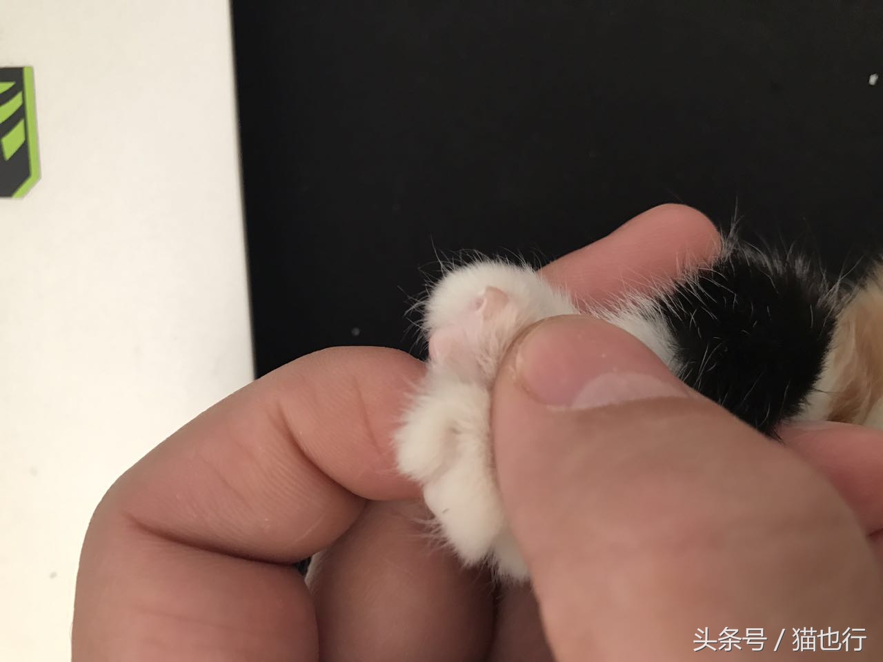 捡的小流浪猫容易养活吗,捡一只流浪猫大概要花多少钱