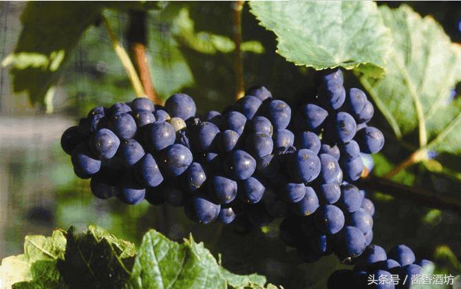 葡萄酿酒完的酒渣如何利用,自制葡萄酒多久过滤皮渣