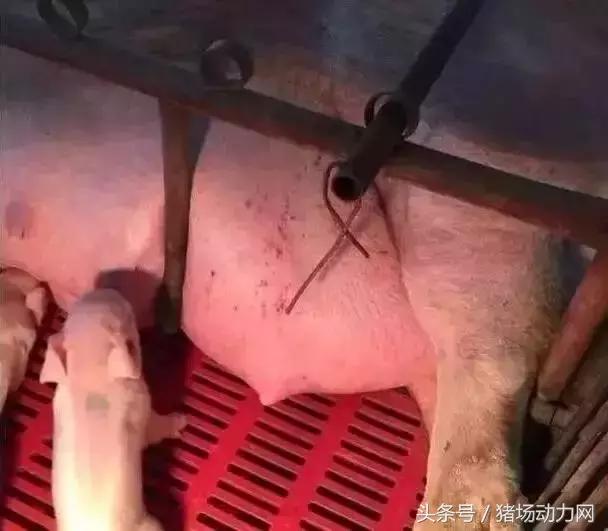 母猪最后一对乳房肿大,母猪产后乳房发炎怎么办