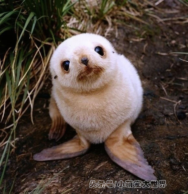 盘点那些超可爱的动物幼崽,十大最萌国宝级动物