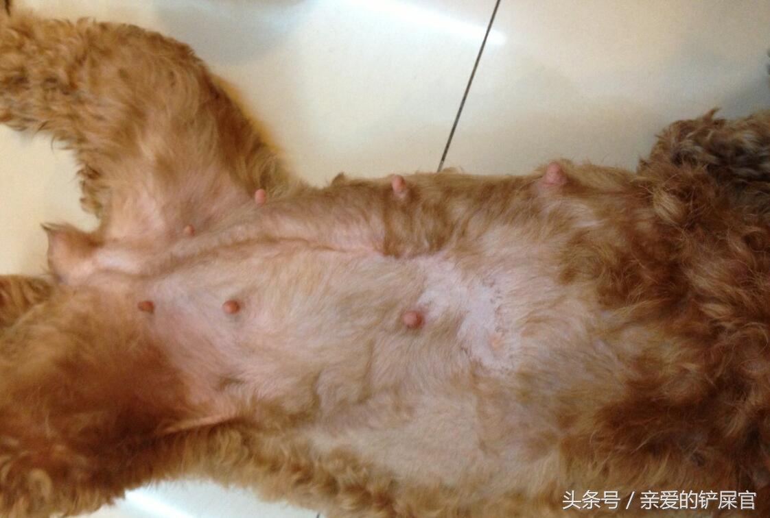 主人怀孕后狗狗的反应,怀孕了狗狗有什么表现