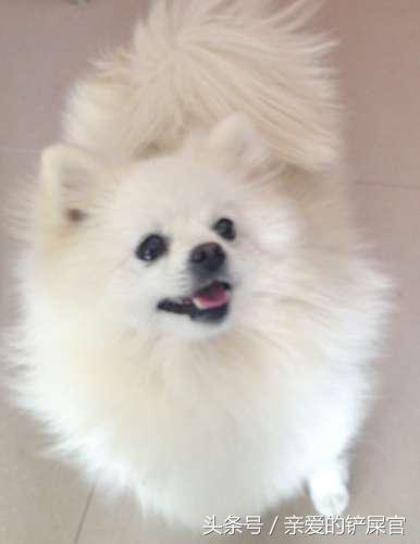 主人怀孕后狗狗的反应,怀孕了狗狗有什么表现