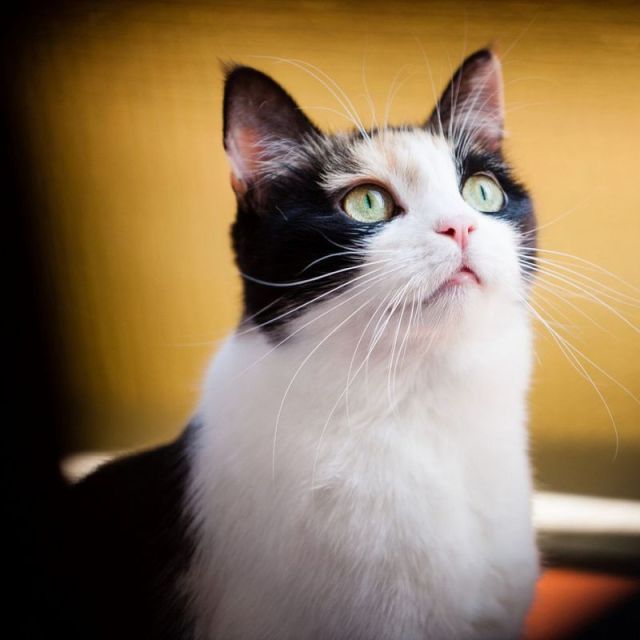 夏天开空调怎么预防猫咪感冒,怎样防止喵星人掉毛