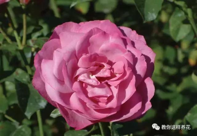 中国国花有什么样的品质,中国国花有什么品质