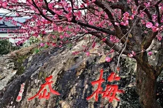 中国国花有什么样的品质,中国国花有什么品质