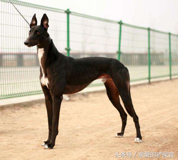 格力犬怎么能达到最佳态势,格力小知识视频