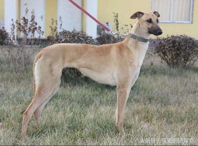 格力犬怎么能达到最佳态势,格力小知识视频