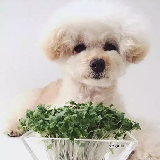 家养的狗和别人养的狗有什么区别,要如何知道自己养的狗是什么狗呢