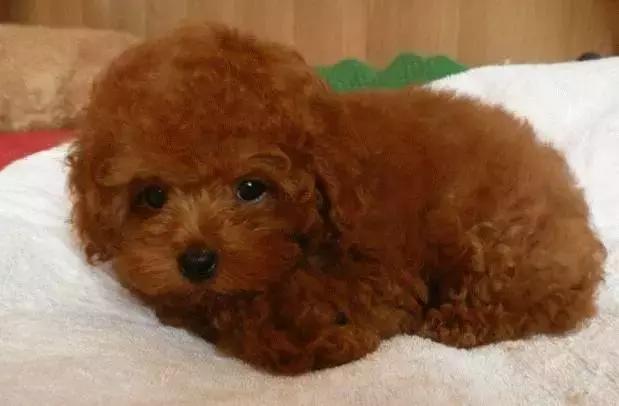 家养的狗和别人养的狗有什么区别,要如何知道自己养的狗是什么狗呢