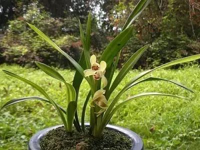 四季兰用什么盆栽最好看,四季兰花期养护