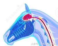 训练马的最佳时间,训练马的耐力技巧