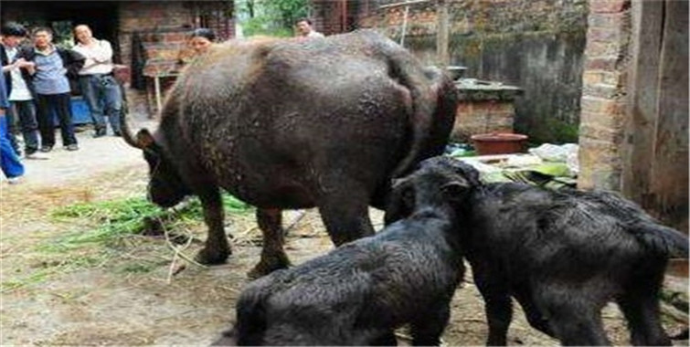 三头牛从狼嘴里救下他的妻儿他却违背诺言终遭报应