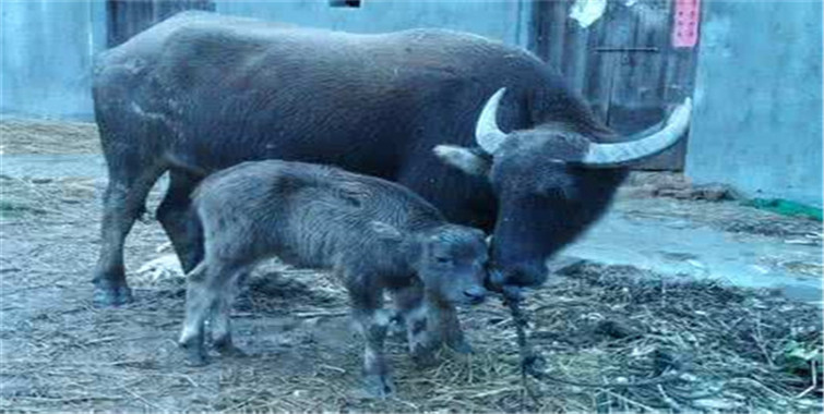 三头牛从狼嘴里救下他的妻儿他却违背诺言终遭报应