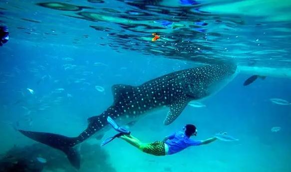 杜马盖地阿波岛图片,杜马盖地阿波岛攻略